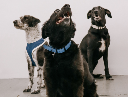 Kutyakollekció a menhelyi diszkrimináció ellen: Printa Black Dog Club